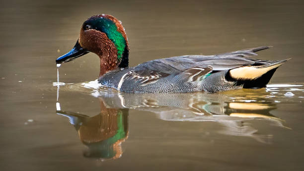 istock Green Winged Teal Duck in Huntley Meadows park in Virginia 1454889248
