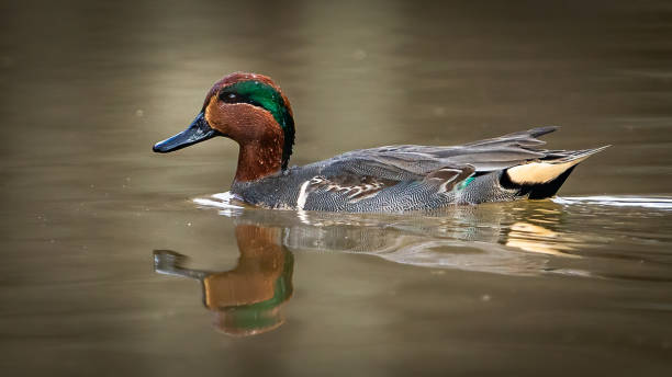 istock Green Winged Teal Duck in Huntley Meadows park in Virginia 1454889254