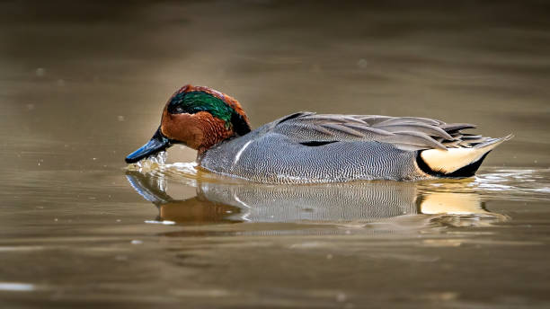 istock Green Winged Teal Duck in Huntley Meadows park in Virginia 1454889257