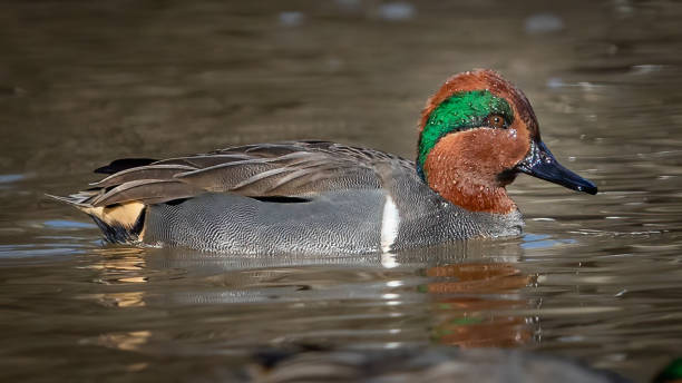 istock Green Winged Teal Duck in Huntley Meadows park in Virginia 1454889303