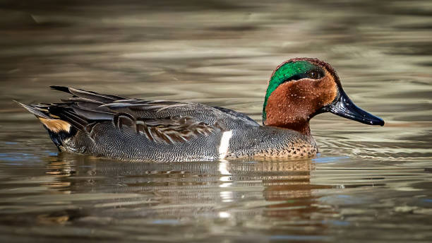 istock Green Winged Teal Duck in Huntley Meadows park in Virginia 1454889388