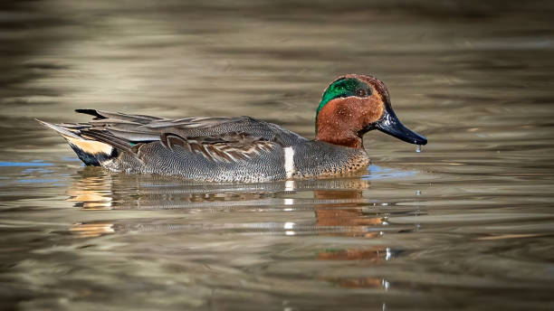 istock Green Winged Teal Duck in Huntley Meadows park in Virginia 1454889391