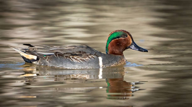 istock Green Winged Teal Duck in Huntley Meadows park in Virginia 1454889395
