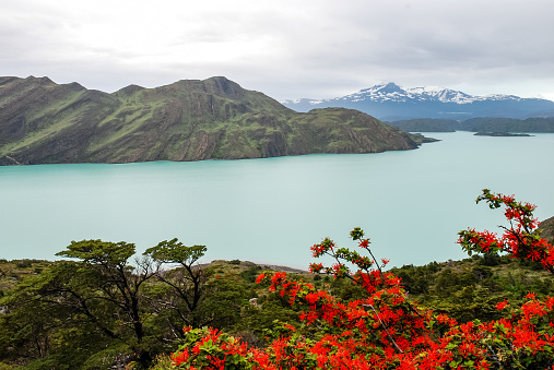 View on the moor and the ciruelillo in bloom along the path that runs along the Nordenskjold lake in the Torres del Paine park