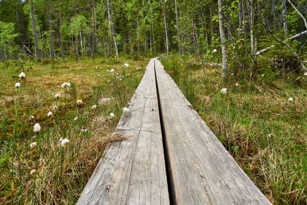 istock Woody footstep road in the forest. 1454890707