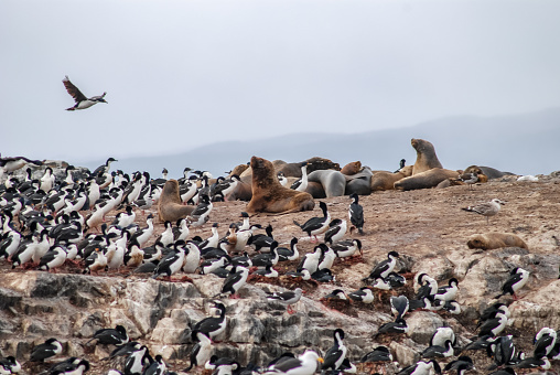 On the islets of the Beagle channel there are large colonies of sea birds and also many sea lions, in Ushuaia
