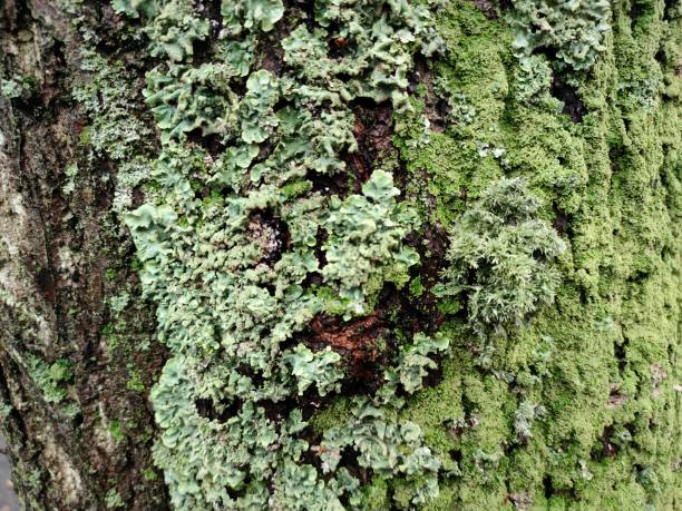 Green lichen on the trunk of a tree Detailed image of common greenshield lichen (Flavoparmelia caperata) on the trunk of a tree on an autumn day. wet wood texture stock pictures, royalty-free photos & images