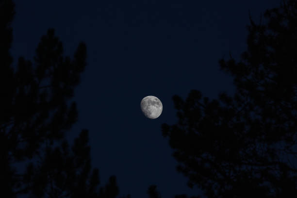 istock Waxing Moon against trees on blue sky 1454894550