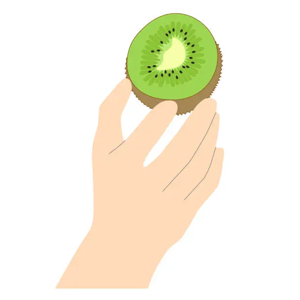 Vector illustration of Female hand holding a kiwi in a minimalistic style with lines to emphasize the shapes, vector isolated on white background.