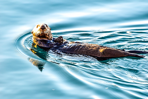 European Otter, Lutra lutra, 6 years old, against white background