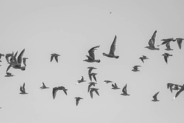 istock Low angle view of birds flying against clear sky 1454898754