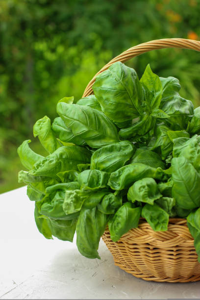 Fresh sweet basil leaves in wicker basket on white table. Side view of the basket with organic basil Fresh sweet basil leaves in wicker basket on white table. Side view of the basket with organic basil. Sweet basil leaves for perfect Italian food moses basket stock pictures, royalty-free photos & images