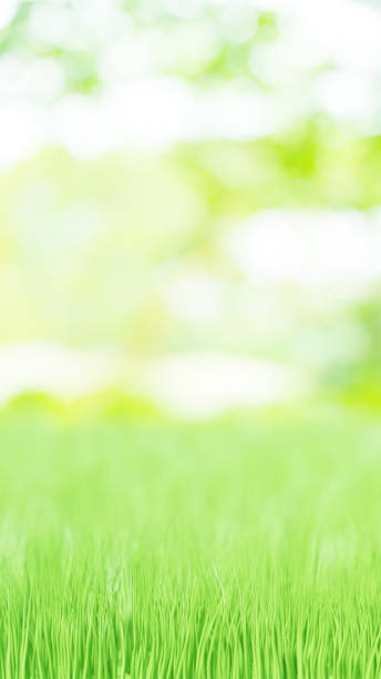 istock 3D Illustration.Abstract spring, summer background image. Meadow, grass, nature. (vertical) 1454899586