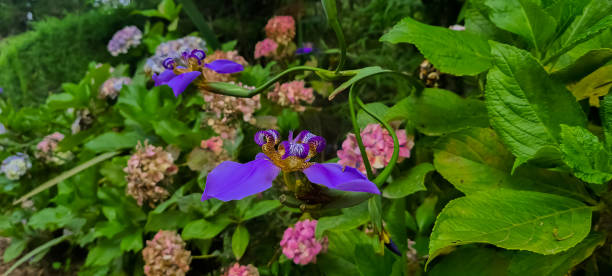 Purple iris (Neomarica caerulea) in front of pink hidrangeas stock photo