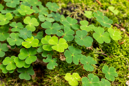 Close-up of a cluster of common wood sorrel (Oxalis acetosella), growing on a mossy tree stub in a forest