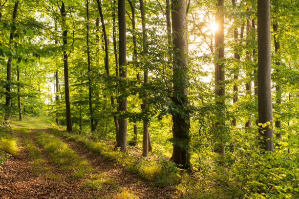 istock Beautiful light on a forest road leading through a lush green deciduous forest, Germany 1454903681
