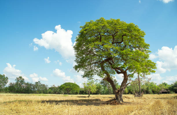 istock Lonely tree in a  rice  field after harvest on a sunny day, blue sky. 1454904665