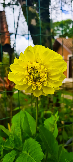 Bright yelloe dalia flower in a garden. Happy scene.