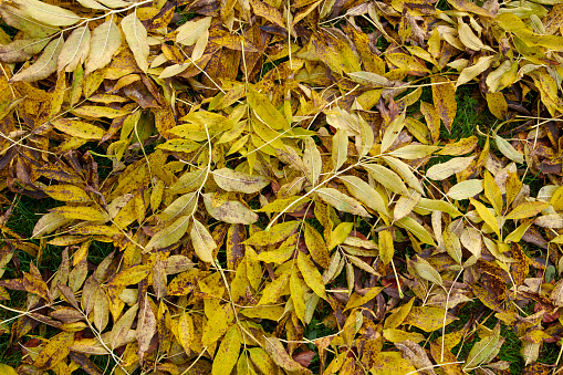 Colorful autumn leaves.  Orange and yellow autumn leaves. Fall background. Natural autumn fall view of trees with yellow orange leaves in a garden, forest, or park.  Inspirational nature in September and October