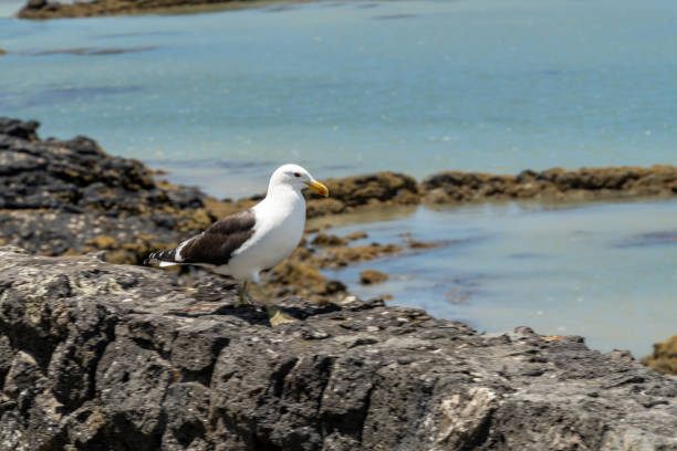 a sea gull on the black basalt