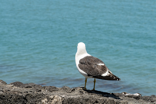 a sea gull looking at the sea