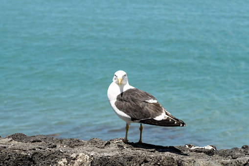 a seagull looking at the camera