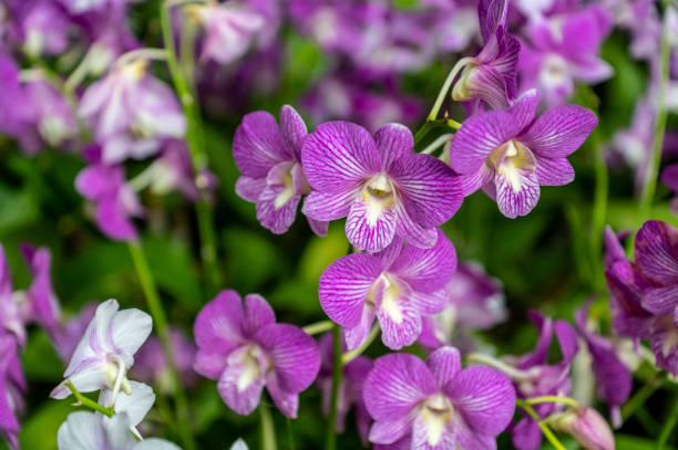 Purple orchids growing in Bangkok