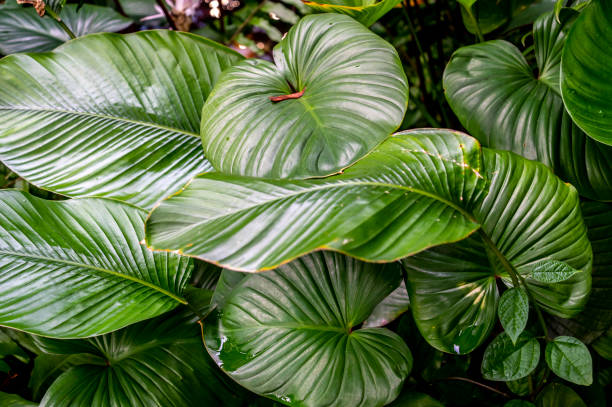 istock Lush green foliage in Bangkok garden 1454906552