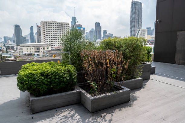 istock Rooftop garden growing in central Bangkok 1454906610