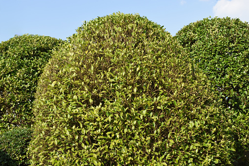 buxus microphylla shrubs, Phrae, Northwest Thailand, family buxaceae, native to East Asia, evergreen shrubs, grows about 3 ft (1 m) tall and wide, green leaves, ornamental plants, impressive plants, three shrubs next to each other look great, attraction, point of interest