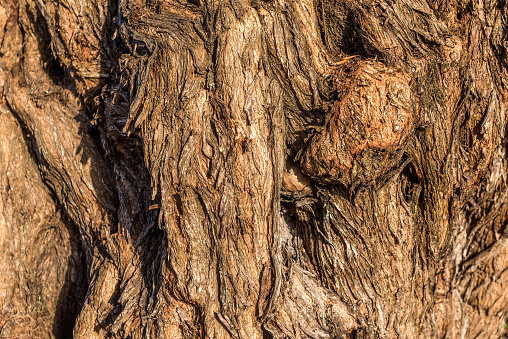 Old dry tree trunk surface background.