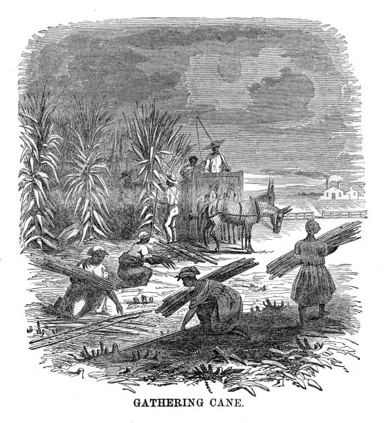 Gathering cane engraving 1882 Gathering cane engraving 1882 slave plantation stock illustrations