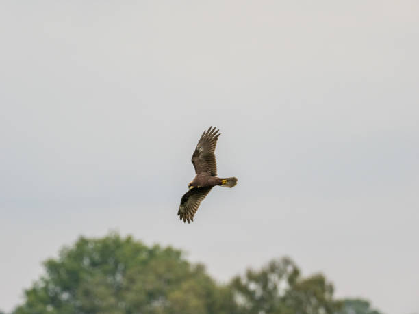 istock Marsh Harrier - Wicken Fen Nature Reserve England 1454911567