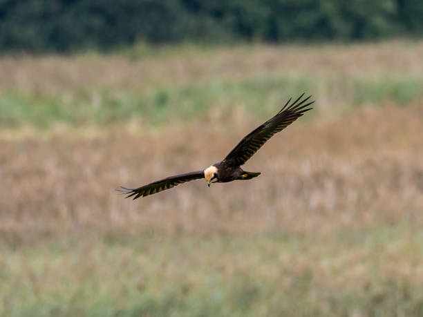 istock Marsh Harrier - Wicken Fen Nature Reserve England 1454911587