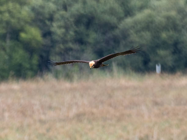 istock Marsh Harrier - Wicken Fen Nature Reserve England 1454911592