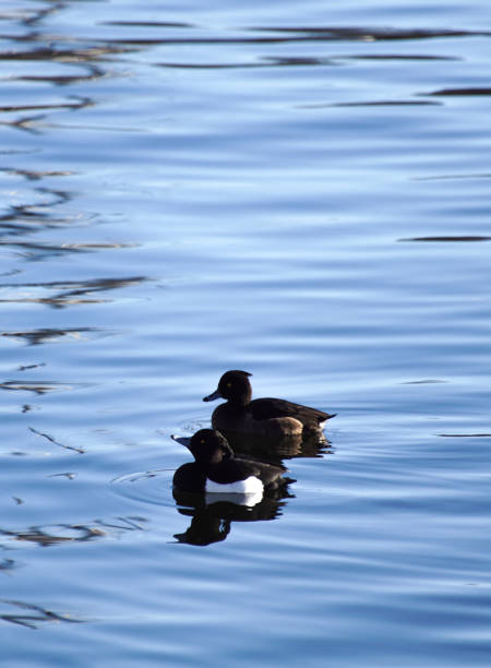 istock High angle view of duck swimming in lake 1454911766
