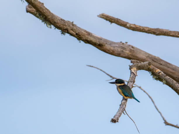 istock Sacred Kingfisher 1454913535
