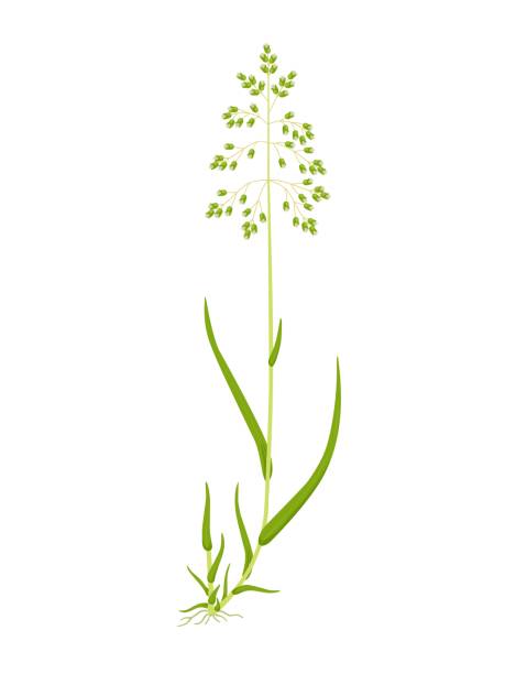 illustrazioni stock, clip art, cartoni animati e icone di tendenza di all'avena - sweet grass