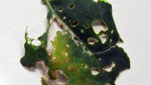 istock A cabbage leaf severely damaged by caterpillars (Pieris rapae butterfly). 1454916717