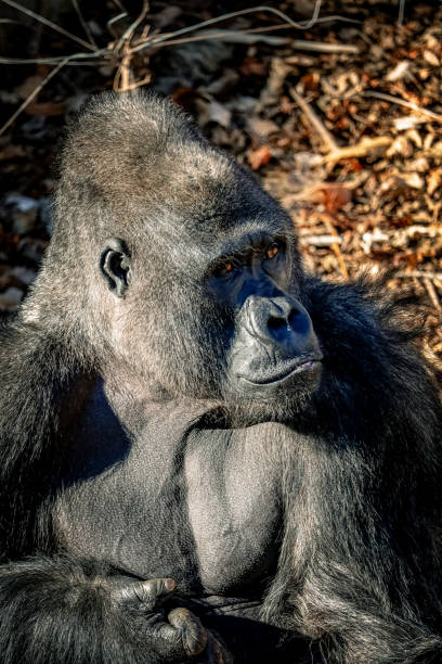 gorilla pose - gorilla zoo animal silverback gorilla imagens e fotografias de stock