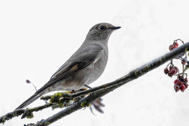 istock Townsend's Solitaire bird perched on a cotoneaster berry tree branch 1454920950