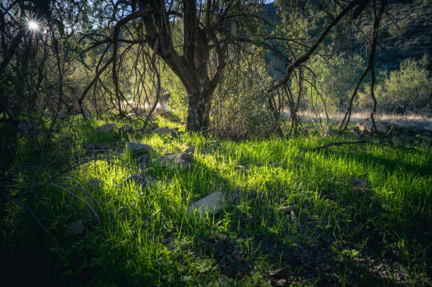 istock Sunrise beaming through ironwood tree illuminating fresh grass on Quartz Trail in The McDowell Mountains 1454921009