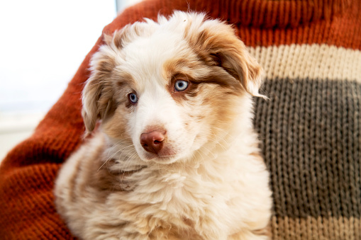 Cute Australian Shepherd Puppy with amazing eyes, held against warm knit sweater