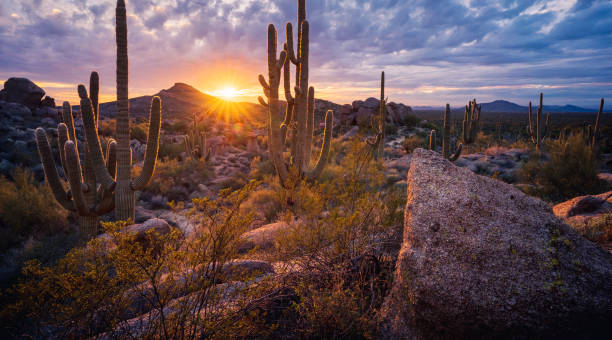 un magnifique coucher de soleil illumine la région de cholla mountain et un cactus saguaro massif surplombant la montagne brown dans la réserve mcdowell sonoran - sonoran desert cactus landscaped desert photos et images de collection