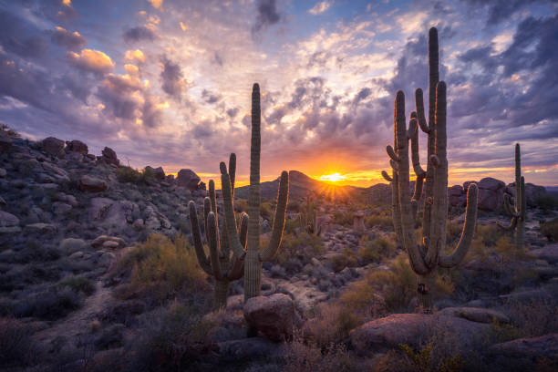 istock Beautiful sunset illuminates the Cholla Mountain area and massive saguaro cactus overlooking Brown's Mountain in The McDowell Sonoran Preserve 1454923374