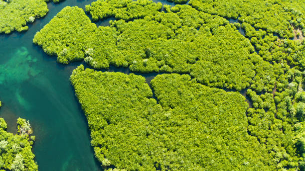 istock Aerial view of Mangrove forest and river. 1454924001