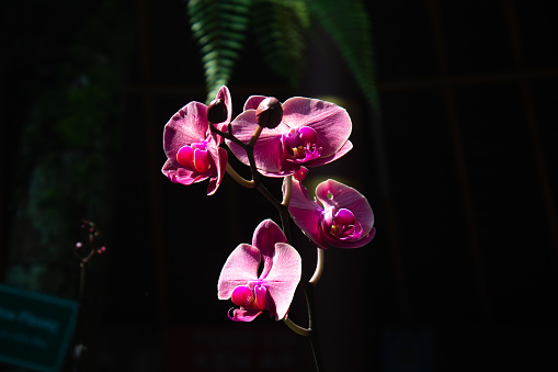 Purple Orchid on a black background in a garden