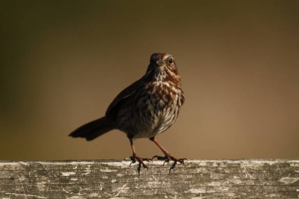 istock Single Song Sparrow on a wood handrail and blank background 1454926616