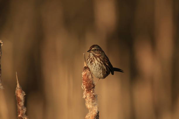 istock Single Song Sparrow perched on a dry cattail with blurred background 1454926636