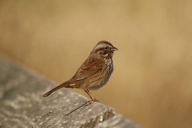 istock Single Song Sparrow on a wood handrail and blank background 1454926647